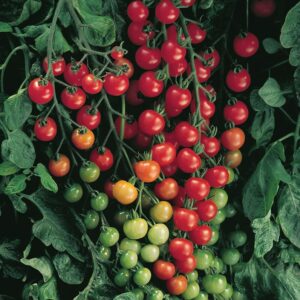 Super Sweet 100 Cherry Tomato